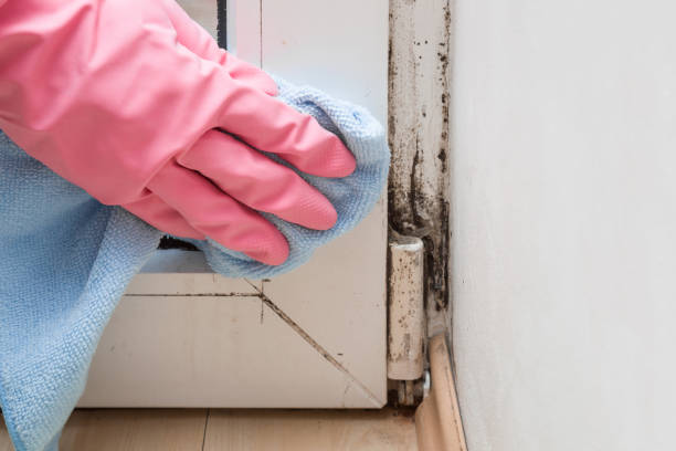 Best Commercial Mold Inspection  in Tucson Estates, AZ